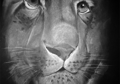 FELINO TRISTE