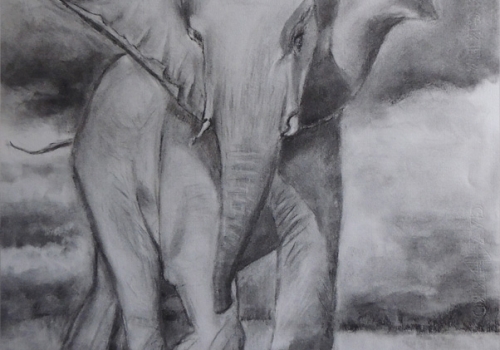 ELEFANTE SALVAJE